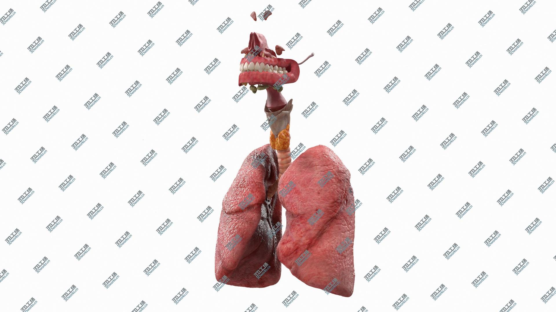 images/goods_img/20210319/3D Human Full Respiratory System/3.jpg
